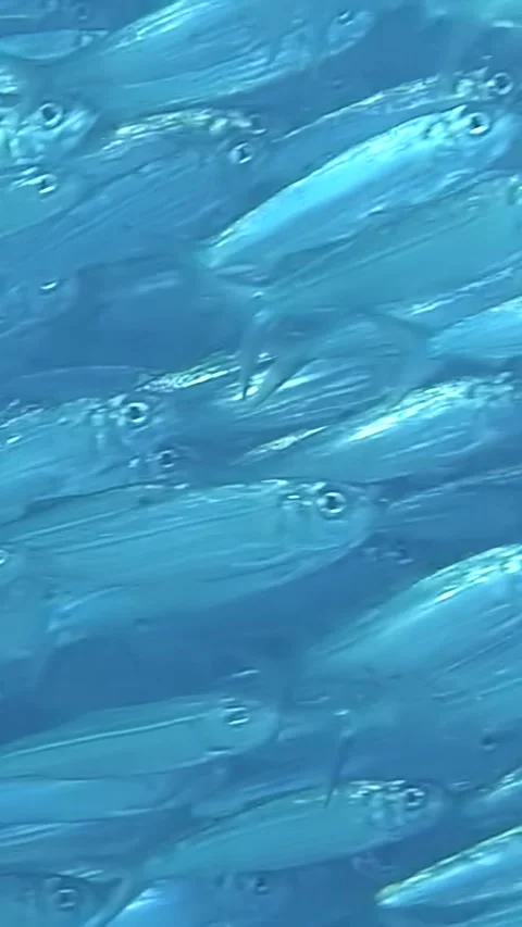 Sardines swirl in mesmerizing harmony beneath the waves of the Philippines Stock Footage 326367589