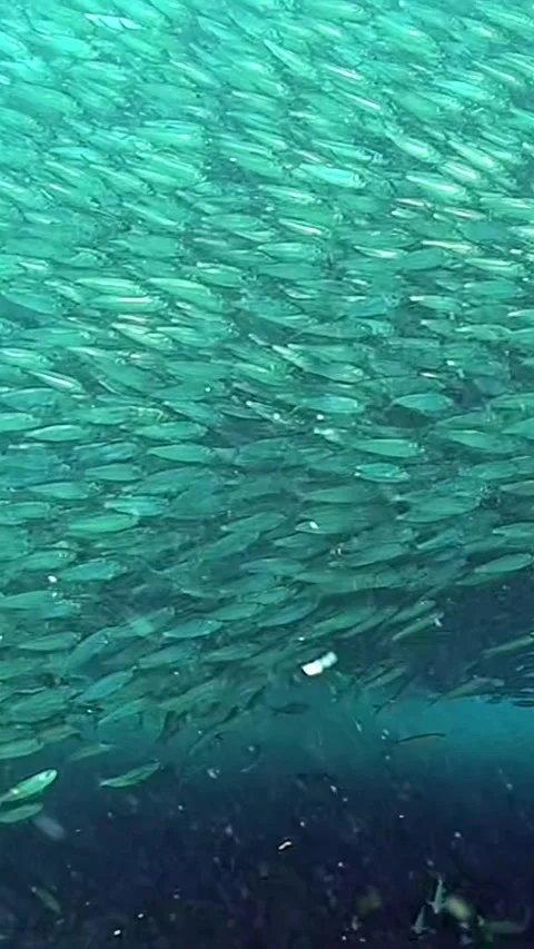 Sardines swirl in stunning patterns beneath Philippine ocean waves Stock-Footage 320385915