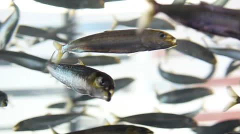 Sardines in Tank Video stock 27106998
