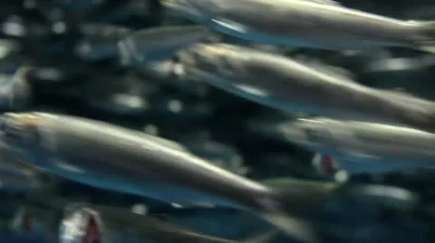 Sardines V1 - HD Stock Footage 10795058