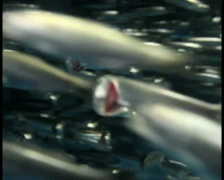 Sardines V2 - PAL Stock Footage 12367708