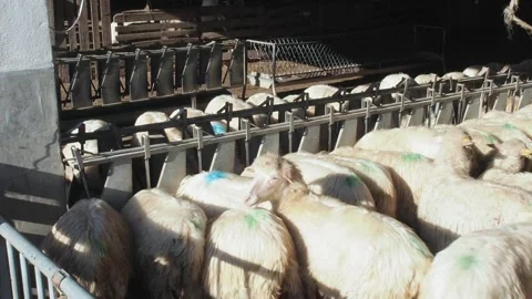 Sardinian ewe, flock in the stable, manger feeding sheep, Pecorino Romano, FHD Stock Footage 144537113