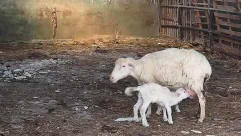 Sardinian ewe nursing the lamb in the fold, breastfeeding, farm, FHD Stock Footage 144011954