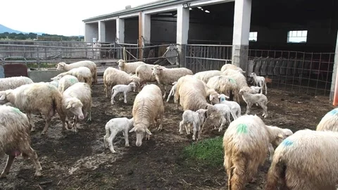 Sardinian ewe nursing the lamb in the fold, breastfeeding, flock, farm, FHD Stock Footage 145061254