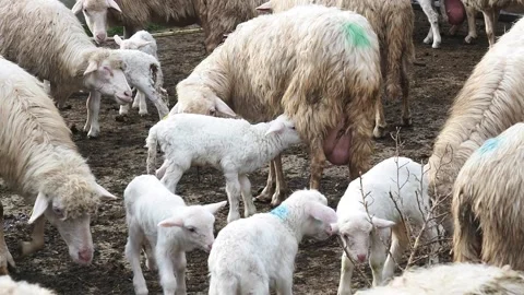 Sardinian ewe nursing the lamb in the fold, breastfeeding, flock, farm, FHD Stock Footage 145061263