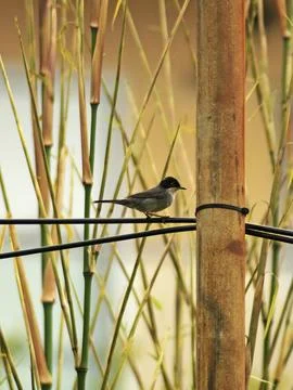 Sardinian Warbler on a cable Stock Photos