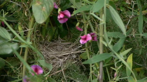 Sardinian Warbler Stock Footage 35125989