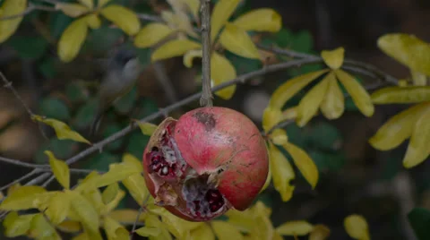 Sardinian Warbler Stock Footage 35132023