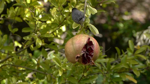 Sardinian Warbler Stock Footage 35133220