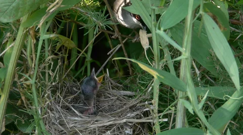 Sardinian Warbler Stock Footage 35133723