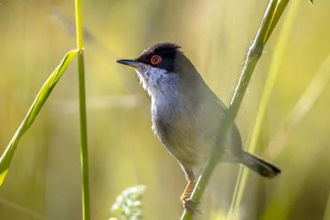 Sardinian warbler perched on grass stem and looking to side Stock Photos