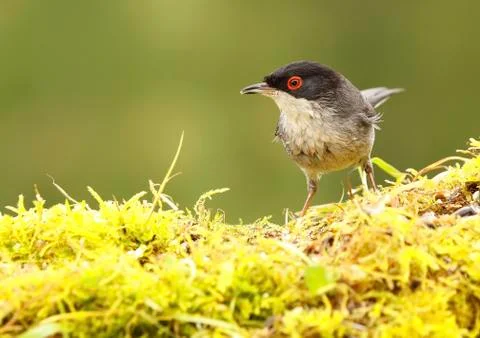 Sardinian warbler Stock Photos