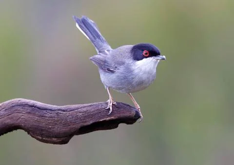 Sardinian warbler Stock Photos