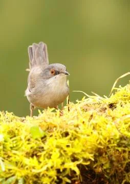 Sardinian warbler Stock Photos