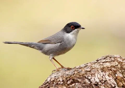 Sardinian warbler Stock Photos