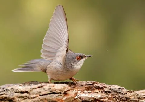 Sardinian warbler Stock Photos