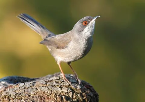 Sardinian warbler Stock Photos