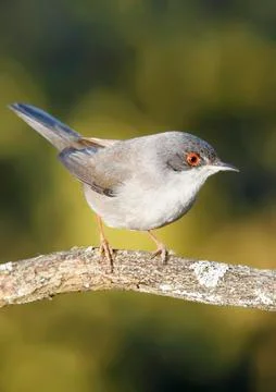 Sardinian warbler Stock Photos