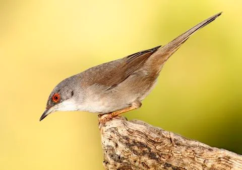 Sardinian warbler 스톡 사진