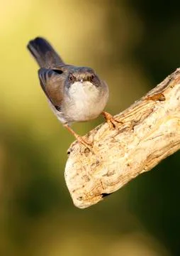 Sardinian warbler Stock Photos
