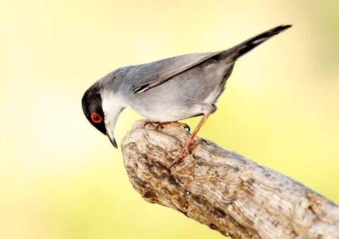Sardinian warbler Stock Photos