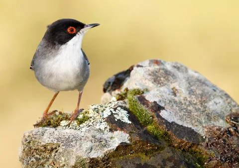 Sardinian warbler Stock Photos