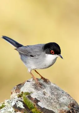 Sardinian warbler Stock Photos