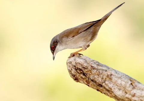 Sardinian warbler Stock Photos