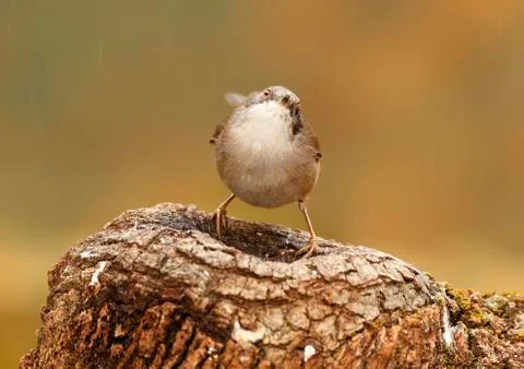Sardinian warbler Stock Photos