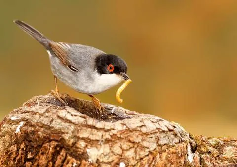 Sardinian warbler Stock Photos