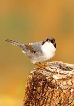 Sardinian warbler Stock Photos