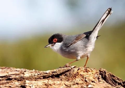 Sardinian warbler 스톡 사진