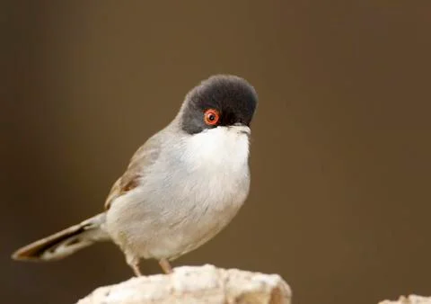 Sardinian warbler Stock Photos