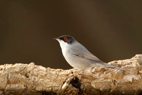 Sardinian warbler Foto stock