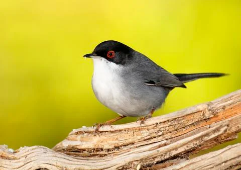 Sardinian warbler Stock Photos
