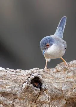 Sardinian warbler Stock Photos