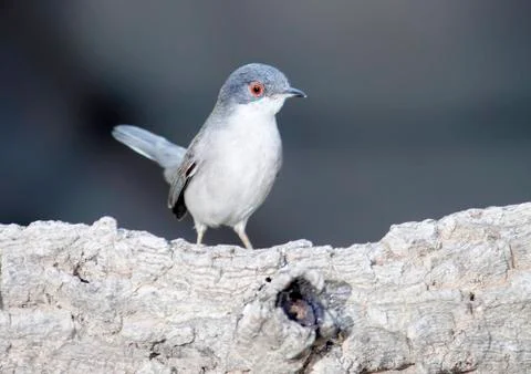 Sardinian warbler Stock Photos