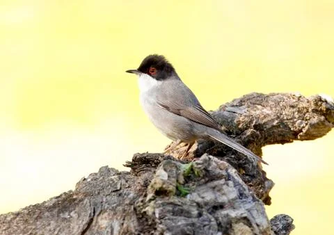 Sardinian warbler Stock Photos