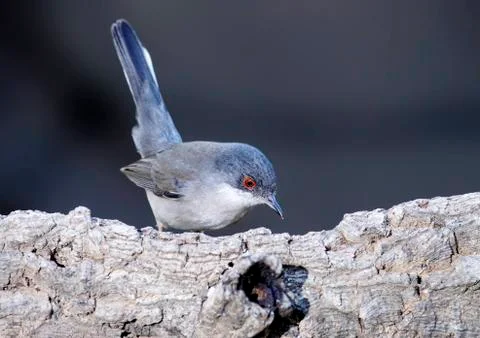 Sardinian warbler 스톡 사진
