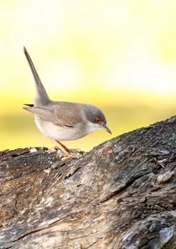 Sardinian warbler Stock Photos
