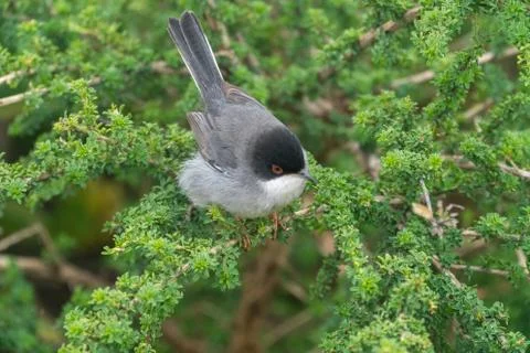 Sardinian warbler. Stock Photos