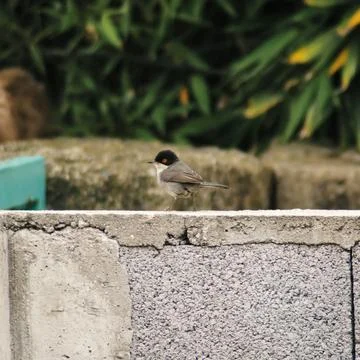 Sardinian Warbler Stock Photos