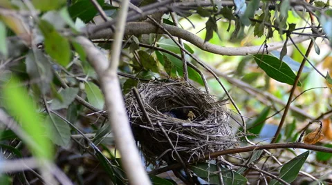Sardinian warbler (Sylvia melanocephala) nesting Vidéo 64826369