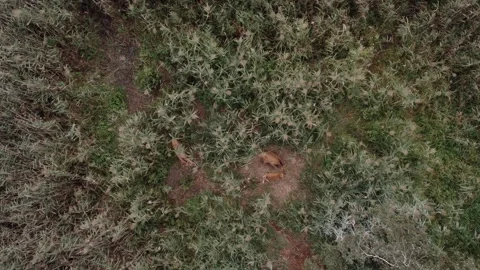 Saren group Stock Footage 252039986