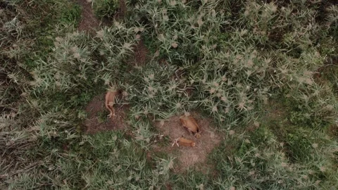 Saren group Stock Footage 252040037