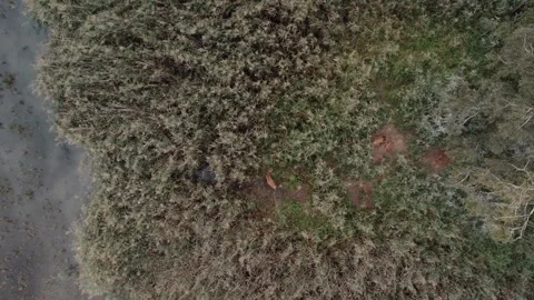 Saren group Stock Footage 252040118