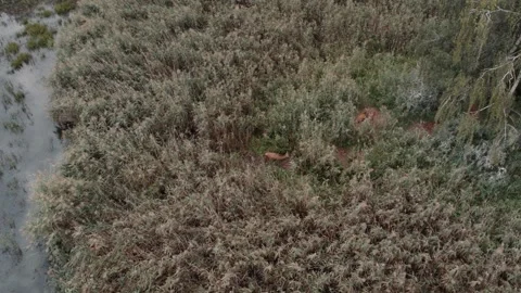 Saren group Stock Footage 252040142