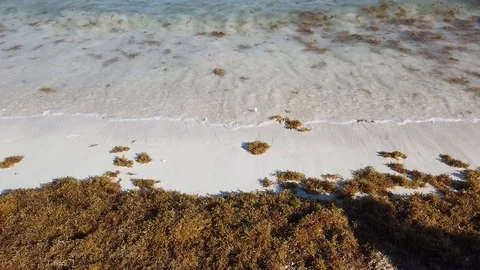 Sargasso affecting beaches from Florida to Cancun, Riviera Maya Stock Footage 110754695