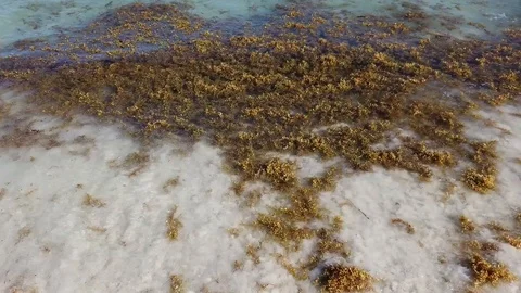 Sargasso affecting beaches from Florida to Cancun, Riviera Maya Stock Footage 110754740