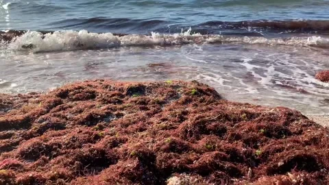 Sargasso Stock Footage 242328782